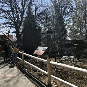Andean Condor Exhibit