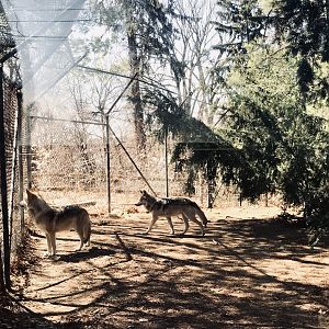 Mexican Grey Wolves