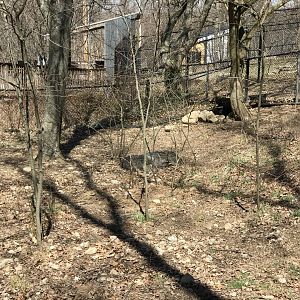 Chacoan Peccary Exhibit