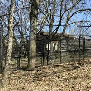 Peccary Exhibit, Rhea Exhibit in Background