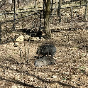 Chacoan Peccary