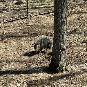 Chacoan Peccary