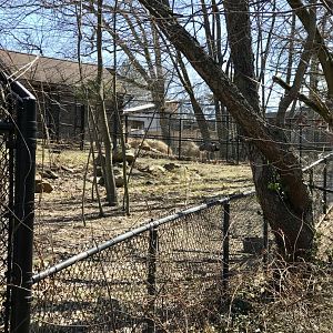 Rhea and Giant Anteater Exhibit