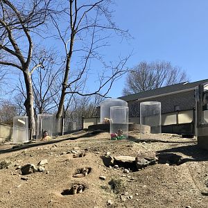 Black-tailed Prairie Dog Exhibit