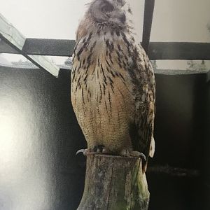 Eagle owl (2013)