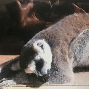 Ring tailed lemur (2013)