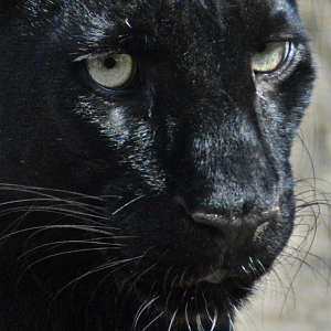 Black Leopard - Wildkatzenzentrum Felidae 2022