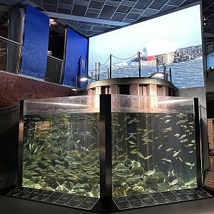Entrance Gallery Tank