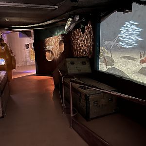 Interactive Shark Display (no live animals)