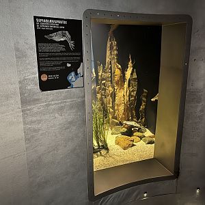 Common Cuttlefish Exhibit