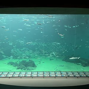 One Million Gallon Oceanarium