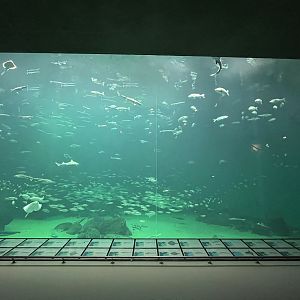 One Million Gallon Oceanarium