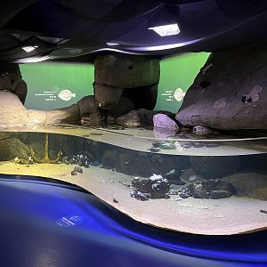 North Sea Tank