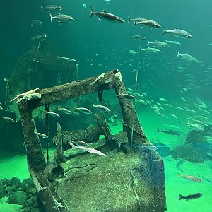 One Million Gallon Oceanarium