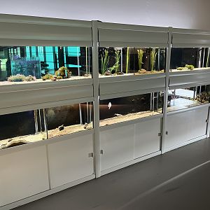 Assorted Small Tanks