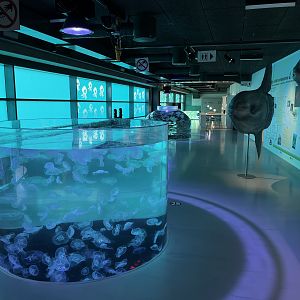 Open-topped Moon Jellyfish Tank