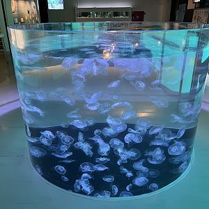 Touch a Moon Jellyfish!