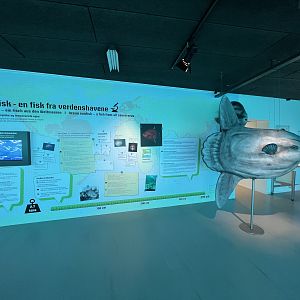 Ocean Sunfish Display