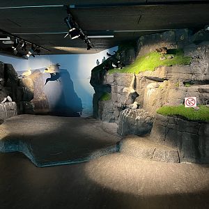Seabird Display (no live animals)