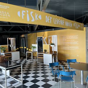 Fish as Food Display