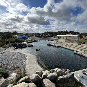 Grey + Harbour Seal Exhibit