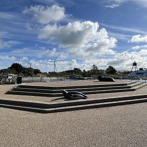 Grey + Harbour Seal Exhibit