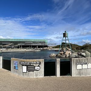 Grey + Harbour Seal Exhibit