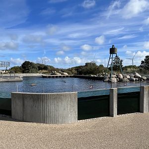 Grey + Harbour Seal Exhibit