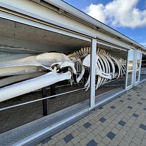 Whale Museum - Fin Whale Skeleton