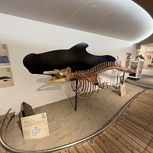 Whale Museum - Pilot Whale Skeleton