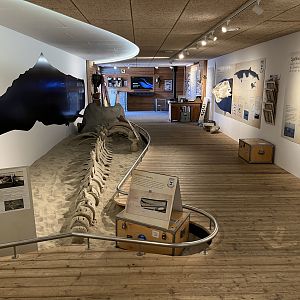 Whale Museum