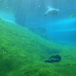 Seal Tunnel - cool algae!