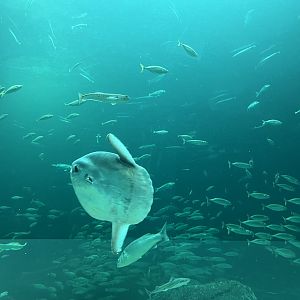 Ocean Sunfish (there are two)