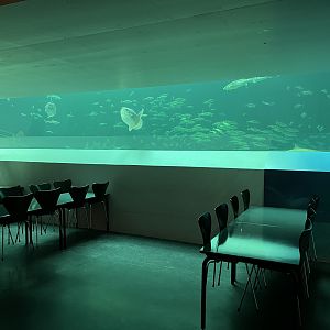 One Million Gallon Oceanarium