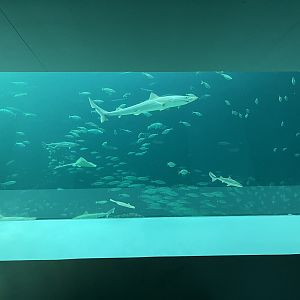One Million Gallon Oceanarium
