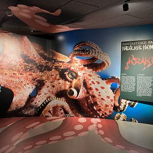 Kraken Signs (but no Kraken!)