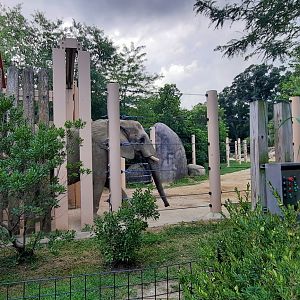 Putting the "Crossing" in Elephant Crossing