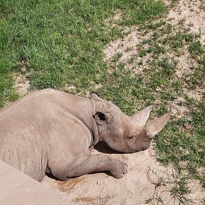 Resting Rhino (Forrest)
