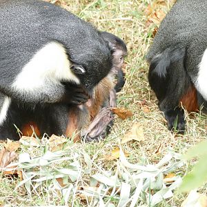 Diana monkey baby, August 2022