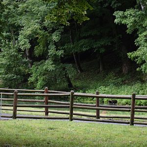 [July 2022] tram path by Mirror Lake