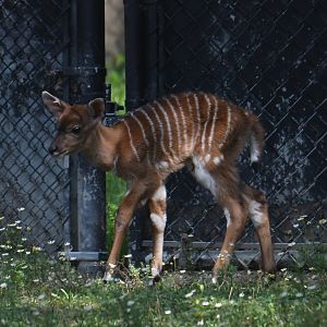 Newborn nyala