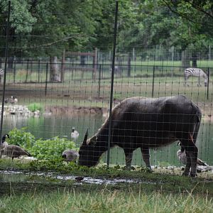 [July 2022] domestic water buffalo (Bubalus bubalis) and Grant's zebra (Equus quagga boehmi) enclosures within Deer Park