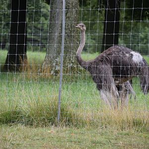 [July 2022] common ostrich (Struthio camelus) enclosure within Deer Park