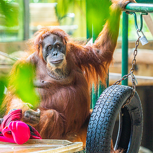 Puppe the 55-yr-old female Sumatran Orangutan
