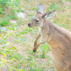 Sheila the female Western Grey Kangaroo joey