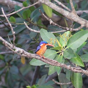 Malachite kingfisher