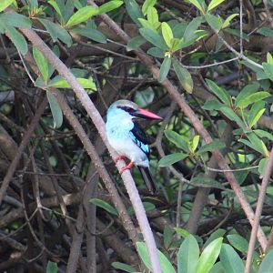 Blue-breasted kingfisher