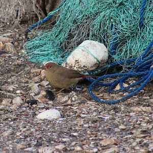 Red-billed firefinch - female