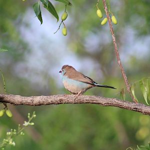 Red-cheeked cordon bleu