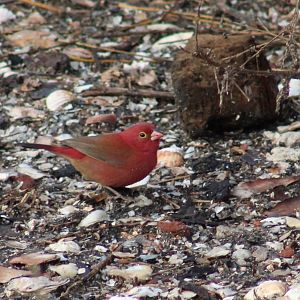 Red-billed firefinch - male